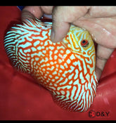 X1 Live Discus Fish - Red Pigeon Discus - Size 4.5in - 5in + USA Stock
